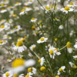קמומיל (Matricaria chamomilla): פרח קטן בעל סגולות רפואיות גדולות