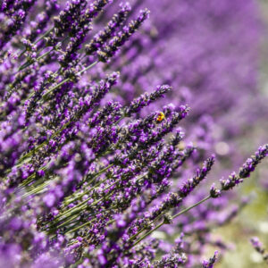 לבנדר (Lavandula angustifolia): עשב רב-תכליתי ומרגיע