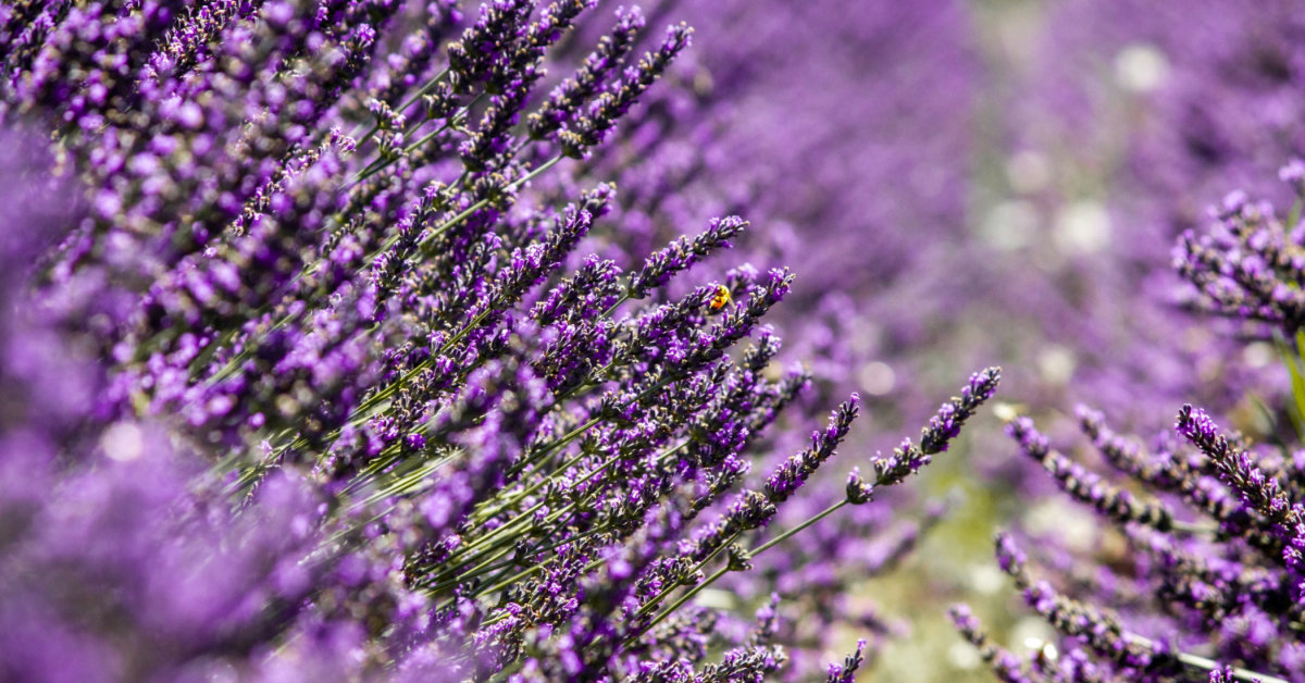 לבנדר (Lavandula angustifolia): עשב רב-תכליתי ומרגיע
