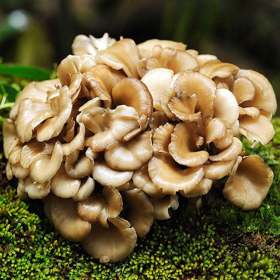 מיטאקי (Grifola frondosa): פטריית מרפא עתיקה בעלת סגולות בריאותיות רבות