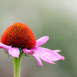 אכינצאה (Echinacea spp): צמח מרפא רב עוצמה
