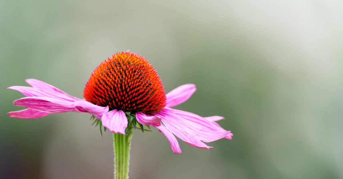 אכינצאה (Echinacea spp): צמח מרפא רב עוצמה