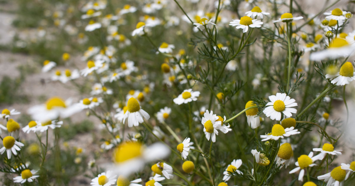 קמומיל (Matricaria chamomilla): פרח קטן בעל סגולות רפואיות גדולות